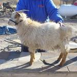AngoraMoon Robin, Nigora buck. Full brother to Sandstorm and Hidden Treasure.
