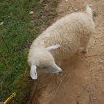 Evelyn Acres Dean, white Type "B" fleece Nigora buck