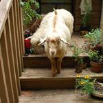 Evelyn Acres Irma, white Type "A" fleece Nigora doe