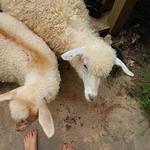 Evelyn Acres Hana, red Type "C" fleece Nigora doe 
