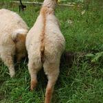 Evelyn Acres Hana, red Type "C" fleece Nigora doe & Evelyn Acres Irma, white Type "A" fleece Nigora doe