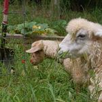 Evelyn Acres Hana (red) and Irma (white) Nigora does