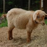 Evelyn Acres Hana, 18-m-old Nigora doe, blue eyed red with Type "C" fleece.