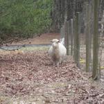 Evelyn Acres Irma, "Heavy Nigora" doe, Type "A" fleece; pregnant with daughter, Maybelle, 2014.
