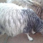 AngoraMoon's Gale Force Winds, Nigora doe; dam: AngoraMoon's Mariah, sire: AngoraMoon's Valentino
