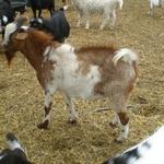 Maplewood Red, light Type "C" Nigora buck