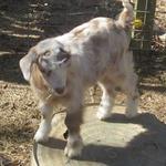 Evelyn Acres Maybelle, Nigora doeling bred by Bessie Miller